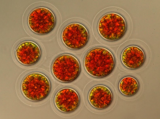 What is Astaxanthin What is Astaxanthin