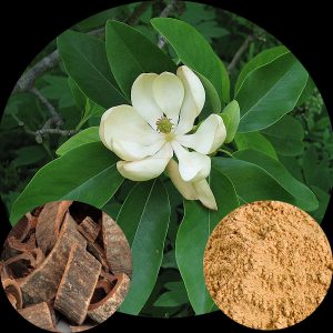 Magnolia Bark Extract