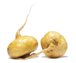 maca-root-main