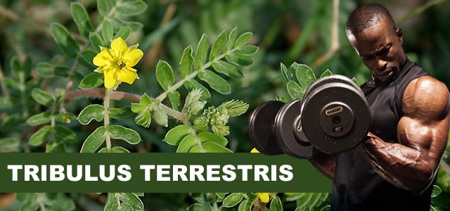 Benefits of Tribulus Terrestris Extract-Saponins EverforEverBio