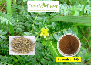 https://www.everforeverbio.com/tribulus-terrestris-extract/