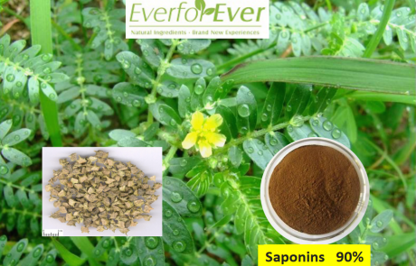 Tribulus Terrestris extract