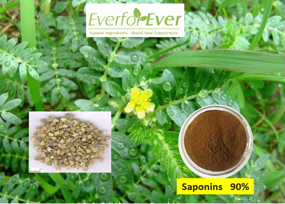 Tribulus Terrestris extract