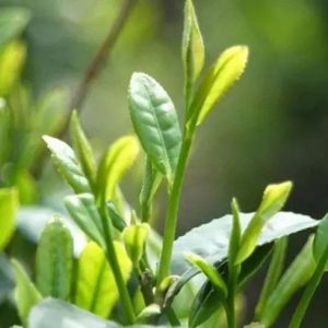 Green-Tea-Extract Green-Tea-Extract