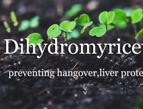 What Studies Prove Dihydromyricetin is an Effective Hangover Cure?