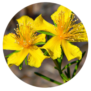 Tribulus Terrestris extract