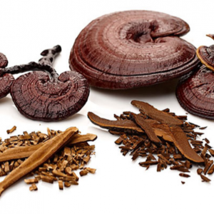 Lingzhi/Reishi powder&extract