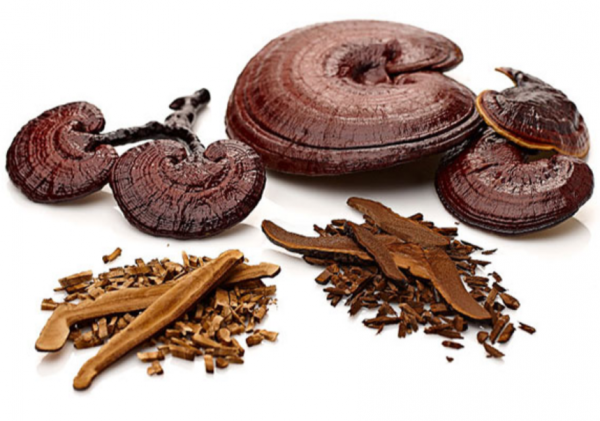 Lingzhi/Reishi powder&extract