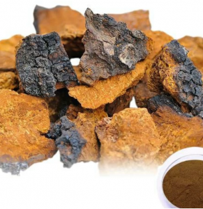 chaga extract powder-EverforeverBio