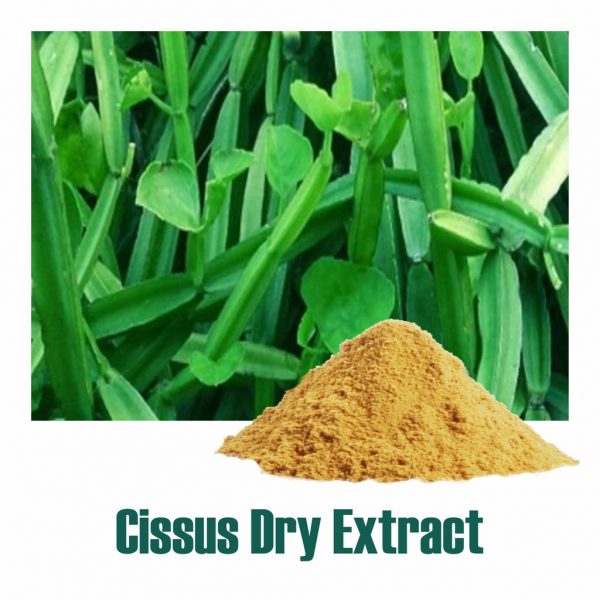 Cissus Extract