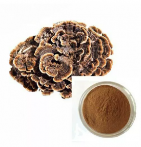 Turkey Tail powder&extract