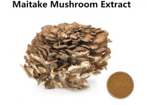 Maitake Mushroom extract