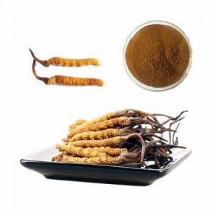 Cordyceps sinensis extract powder