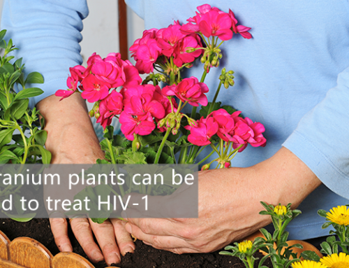 A compound found in geranium plants can be used to treat HIV-1, the most common form of the virus