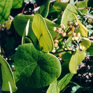 stephania-species-plant extract