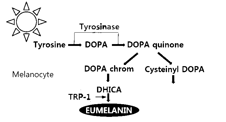 4-Butylresorcinol is usually harmless to the skin