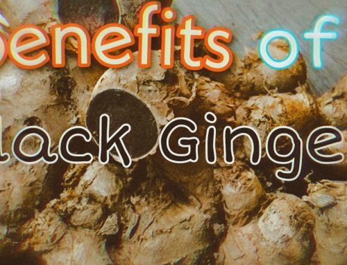 Black Ginger Extract – From Unknown to the First Raw Material for Weight Loss