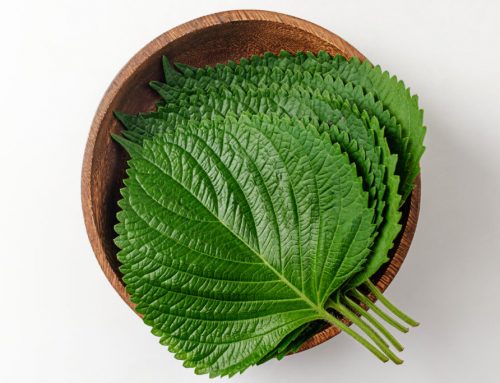 Have you seen perilla leaf extract in the ingredient list of skincare cosmetics?