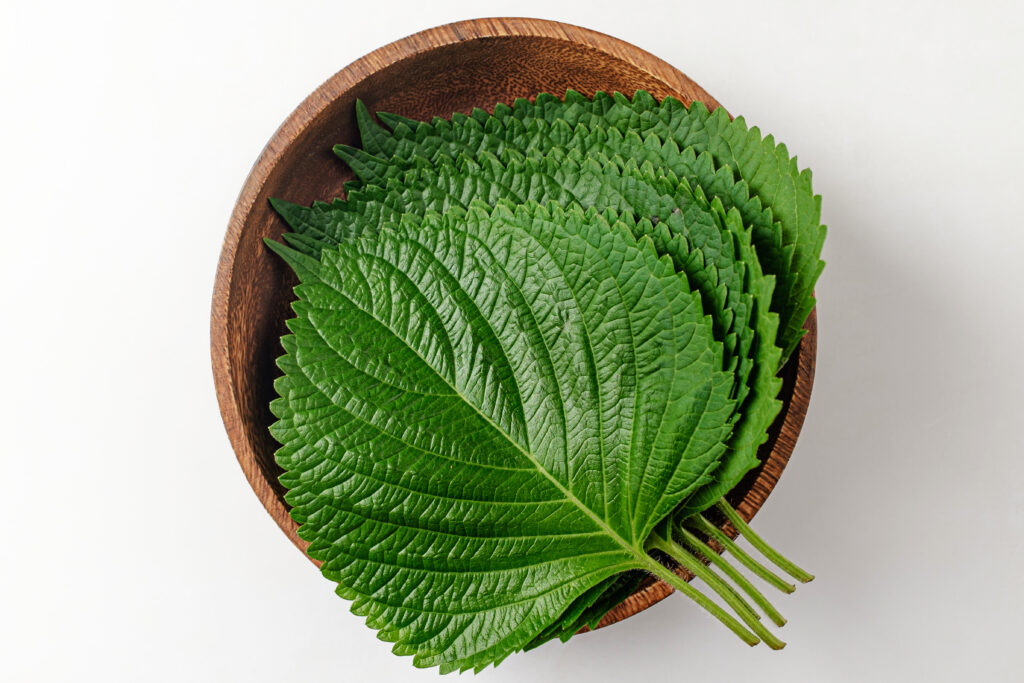 perilla leaves extract